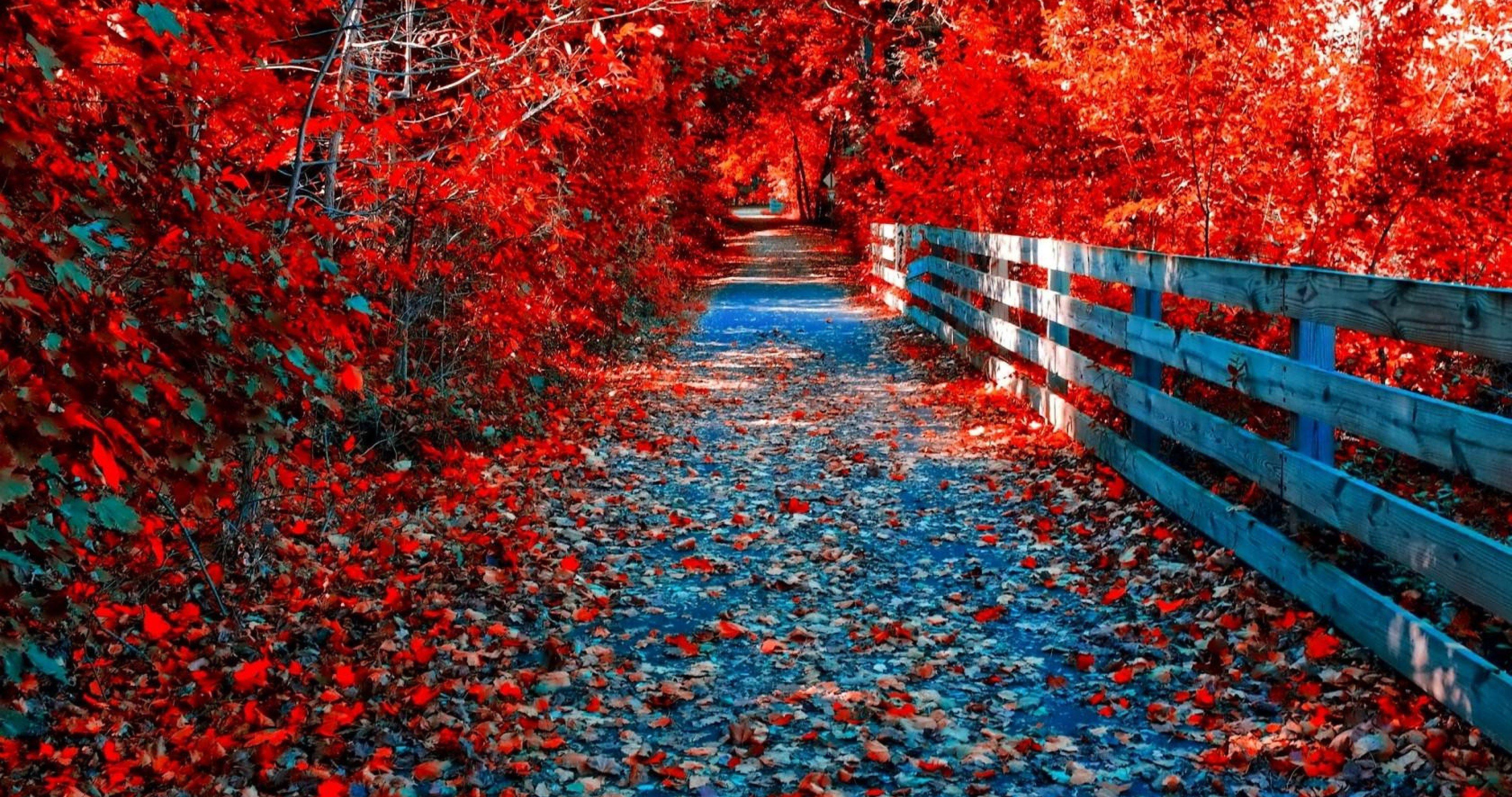 Red Autumn Wallpaper Fall UHD Scenery