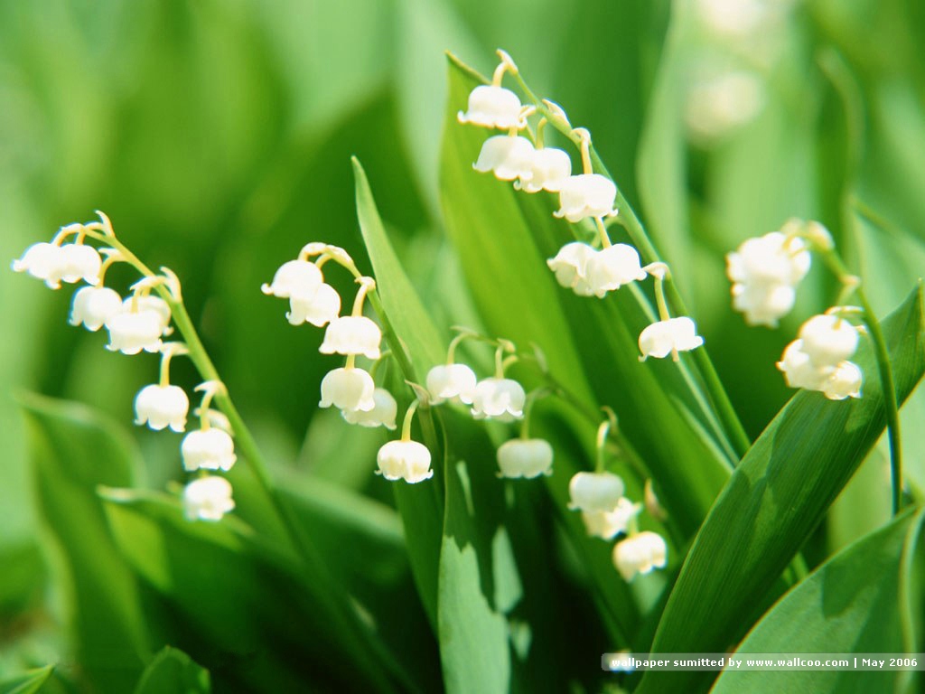 Flowers Lily Of The Valley Flower Photography Wallpaper