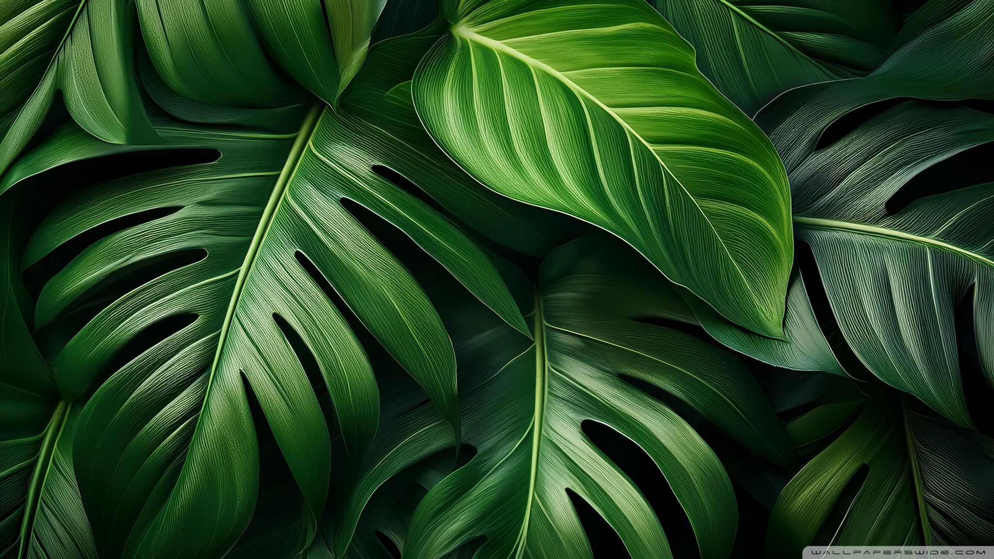 Leaves Aesthetic Wallpaper