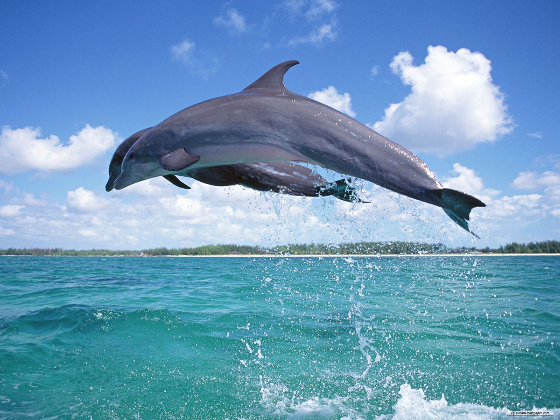 Pics Photos Dolphins Wallpaper For