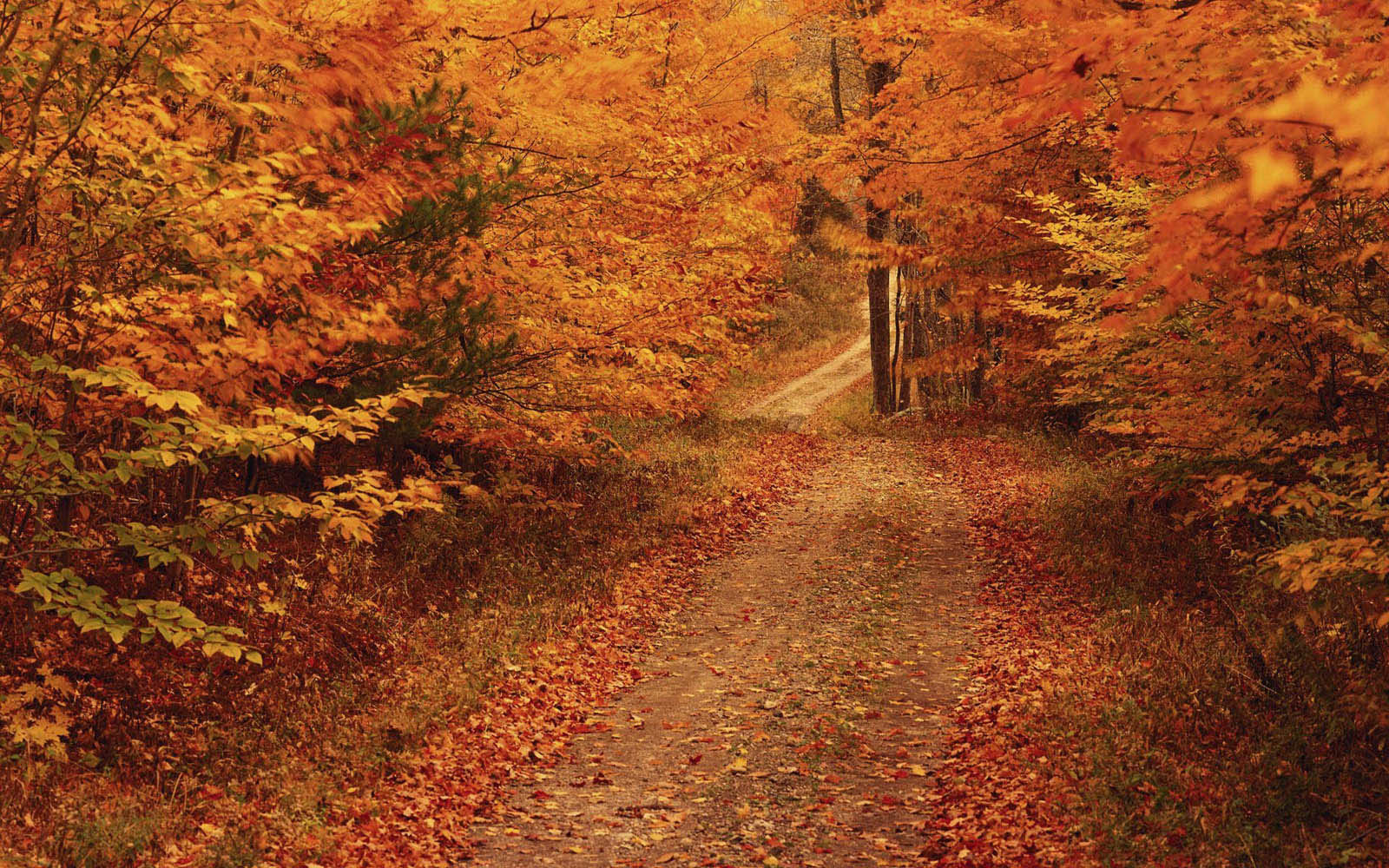 Desktop Wallpaper Autumn Road