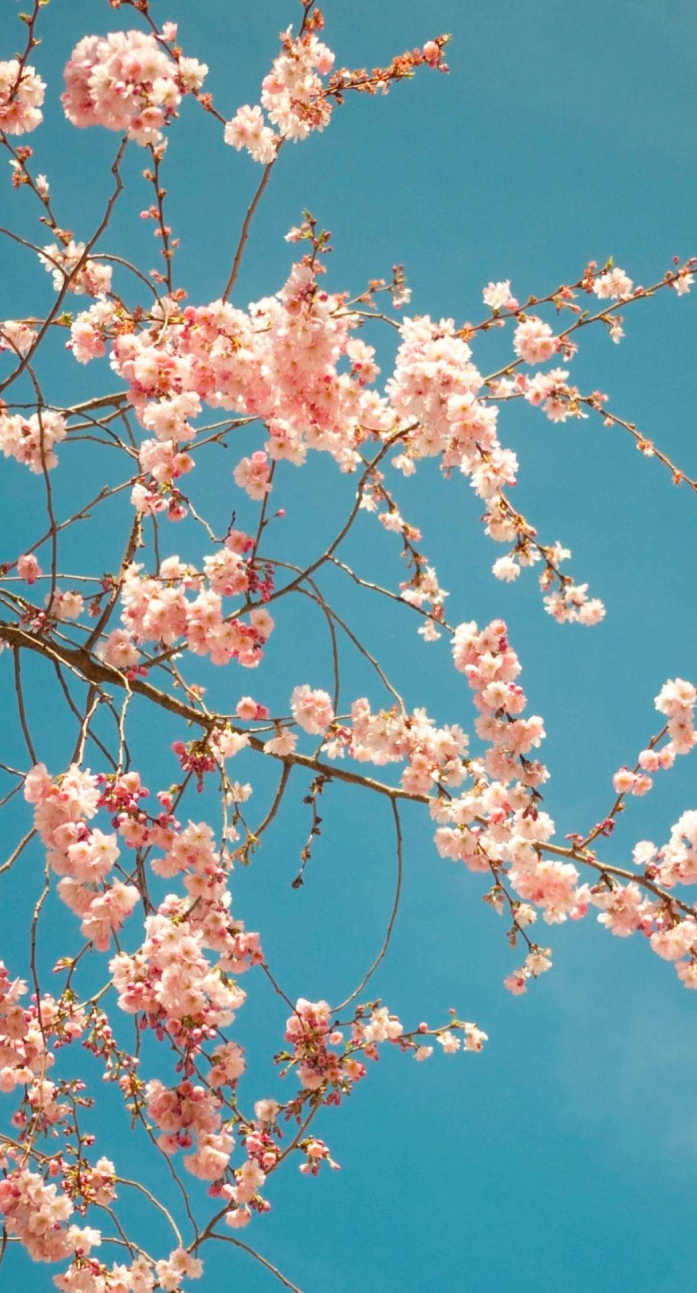 Flower Sakura Chunt Blue Wallpaper Sc iPhone7plus