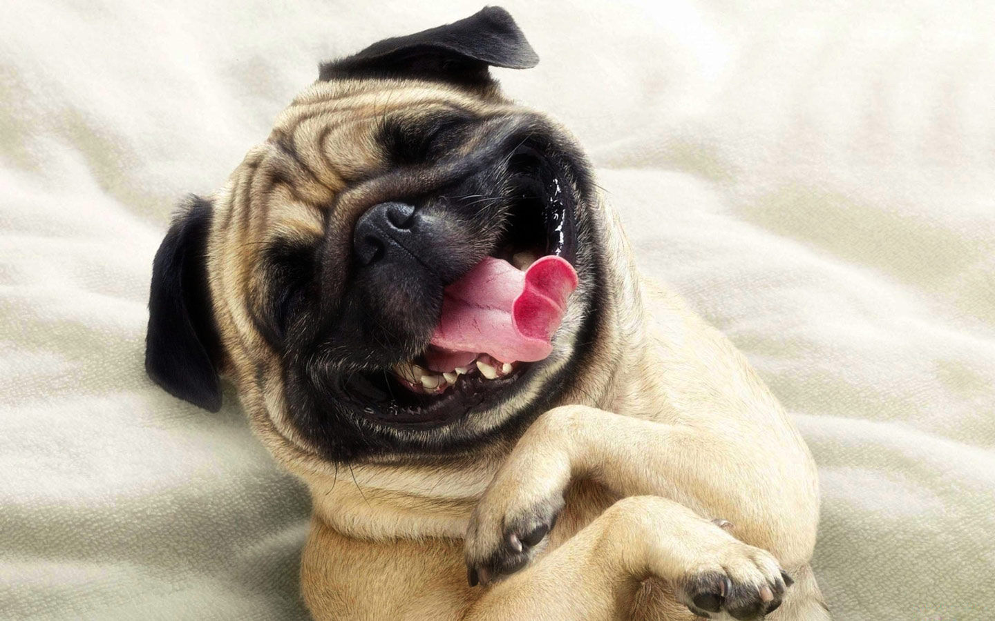 Funny Smiling Pug Dog Puter Desktop Wallpaper Pictures