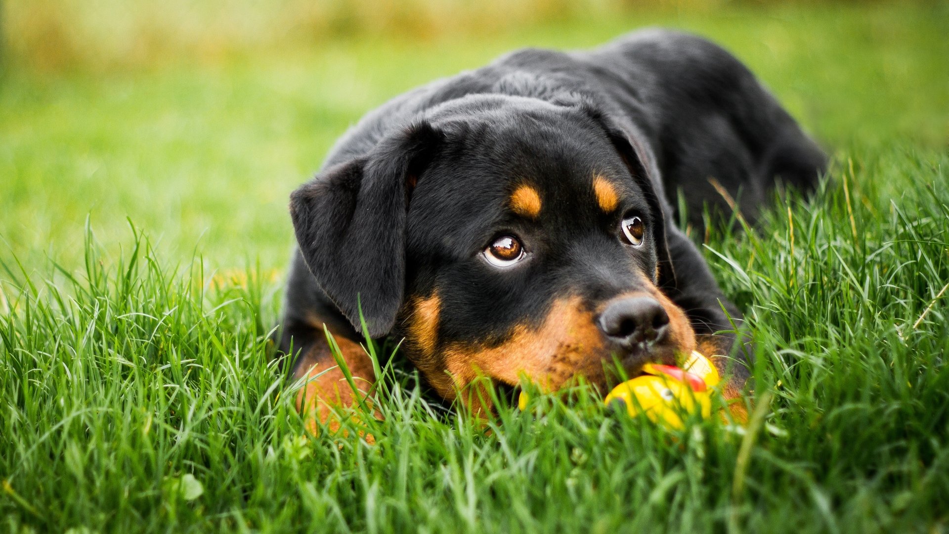 An adorable Rottweiler puppy relaxes in a vibrant green field, gently chewing on a yellow toy