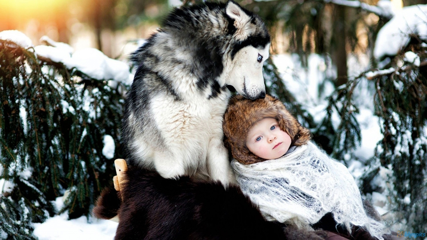 Little Snow Baby With Wolf HD Wallpaper Cute Babies