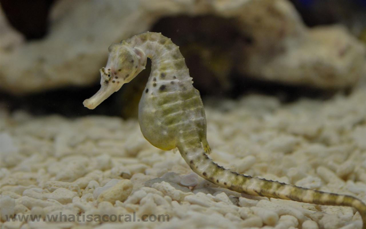 Hippocampus Abdominalis En Big Bellied Seahorse De Dickb Uchige