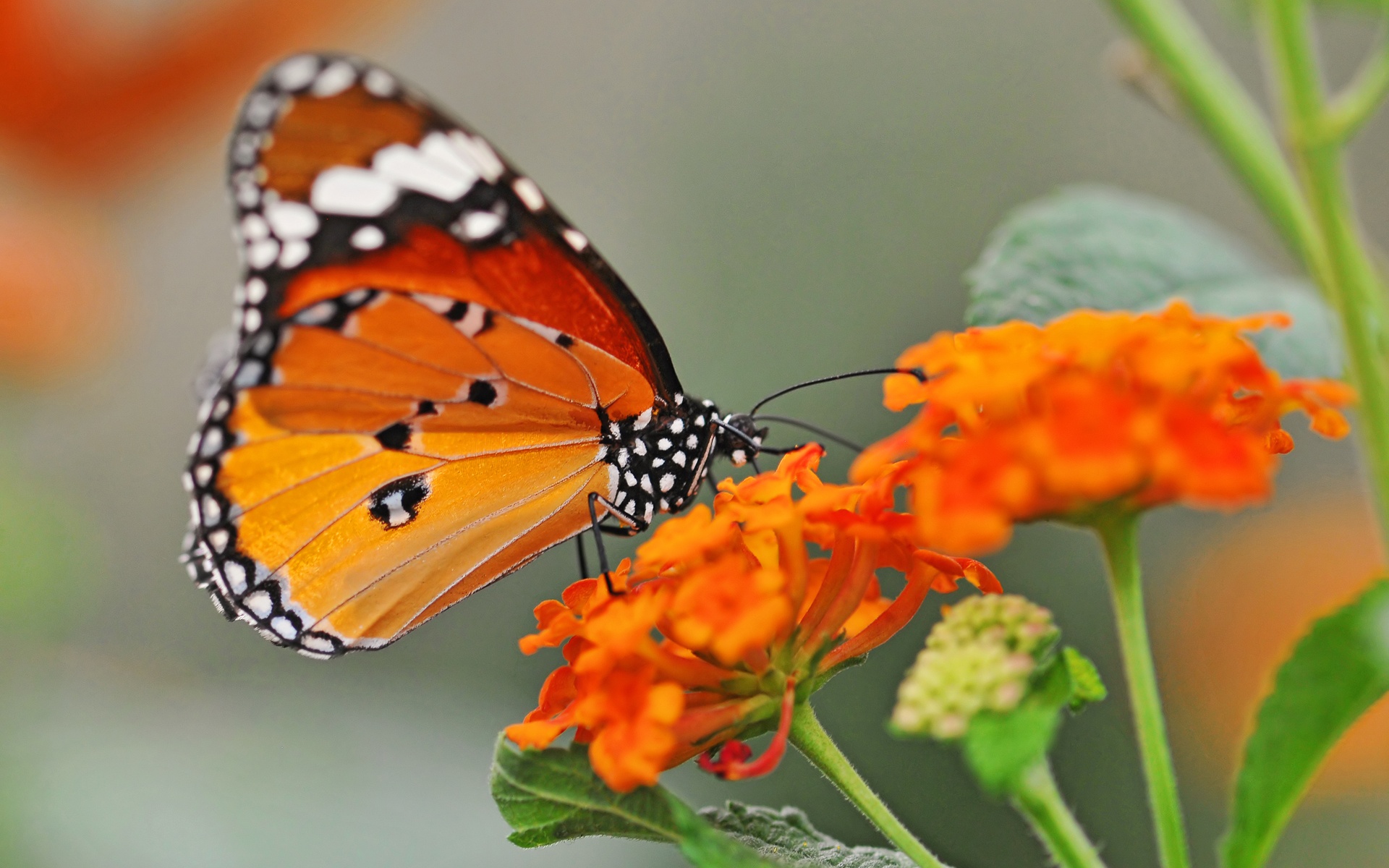 Orange Flowers Butterfly Wallpaper