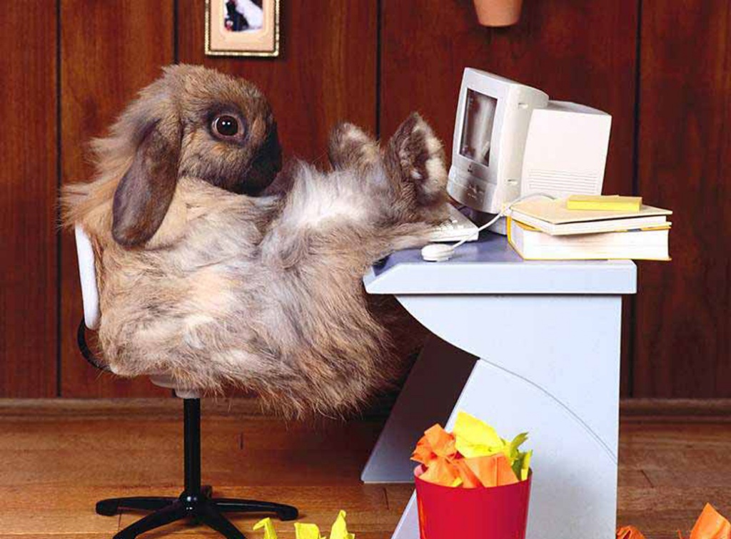Easter Bunny At Pc Desktop And Mac Wallpaper