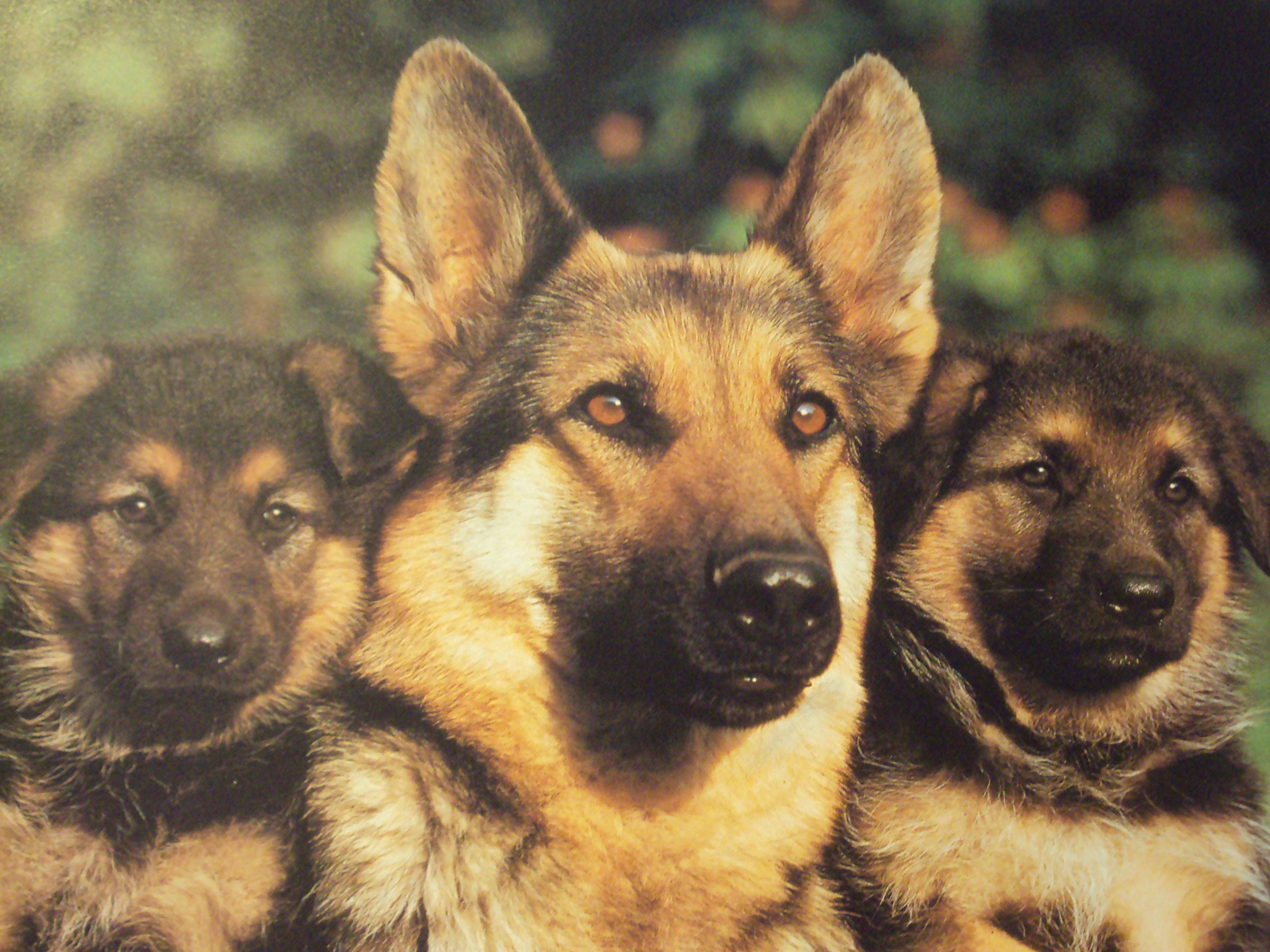 German Shepherd Desktop Wallpaper Top