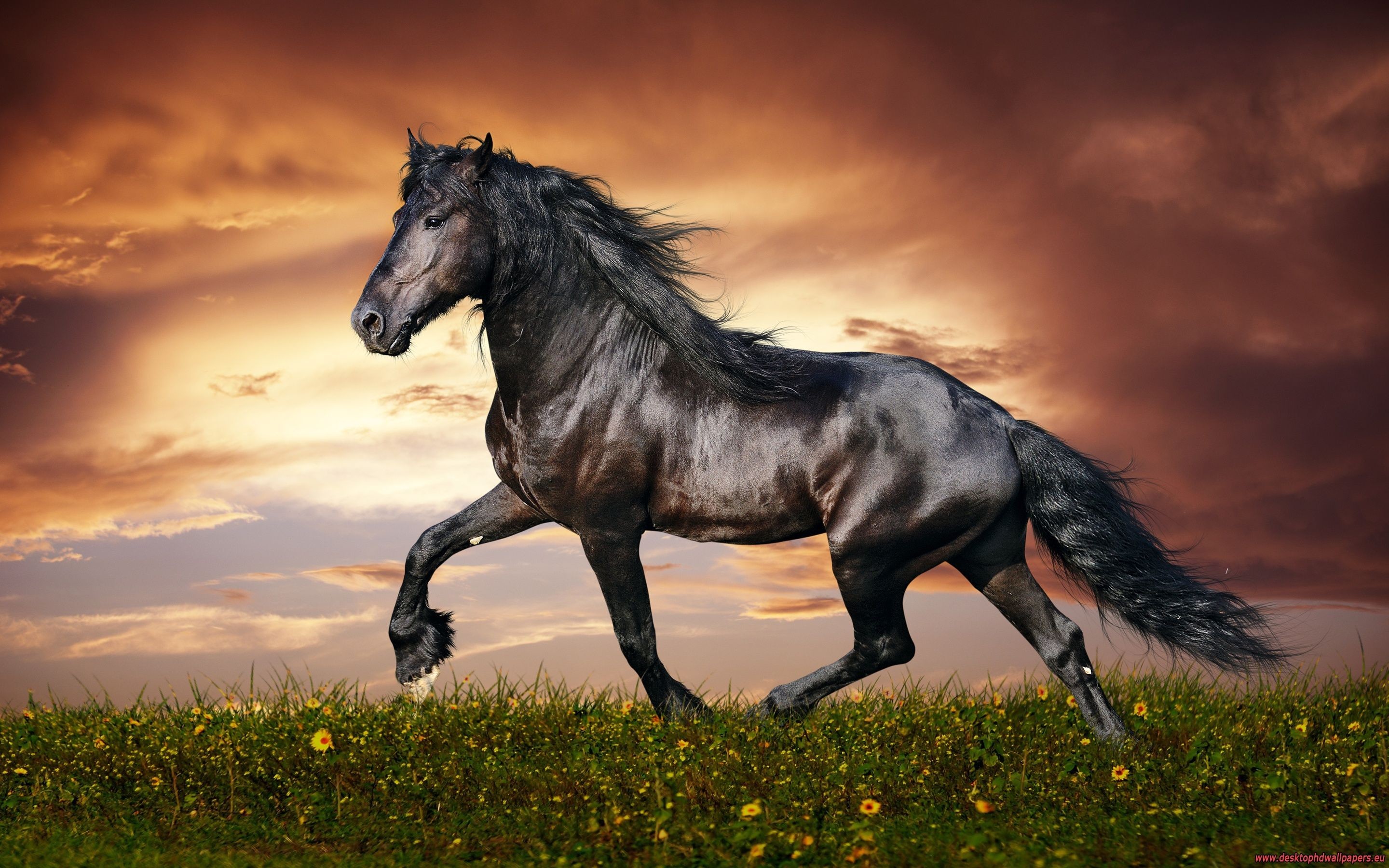 A majestic black horse gallops across a field of wildflowers against a dramatic sunset backdrop