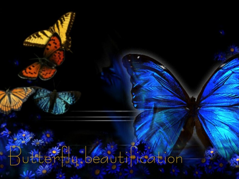 Cool Wallpaper Butterfly