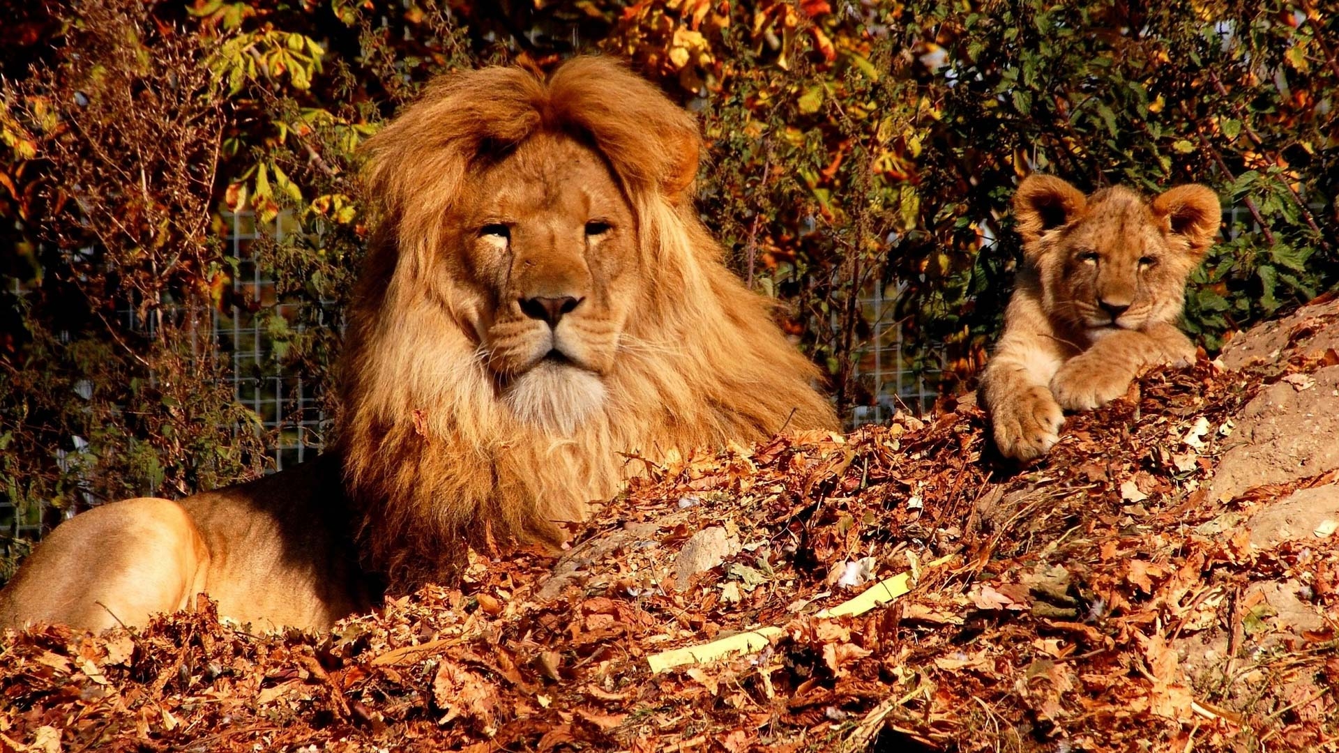Zoo Lion And Cub HD Wallpaper