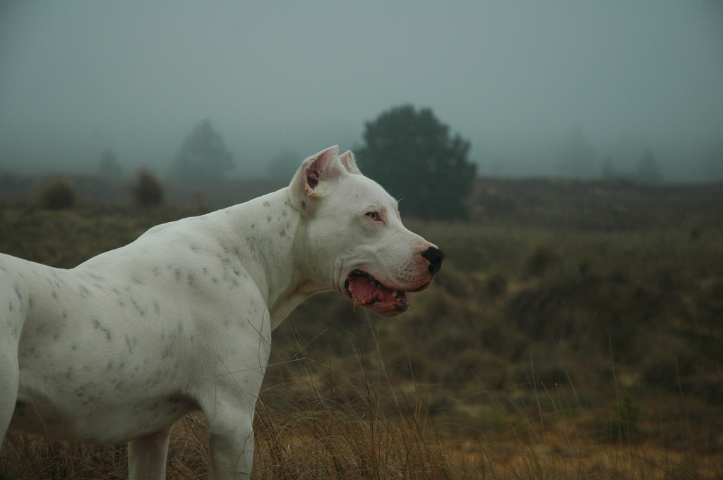 Argentine Dogo In The Darkness Photo And Wallpaper