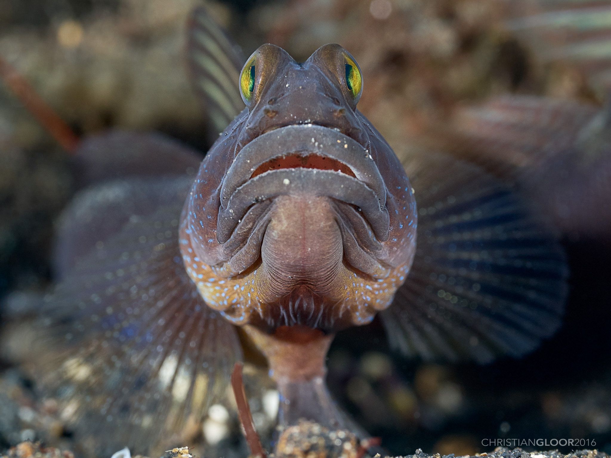 Image Result For Goby Fish Face Animal Inspiration