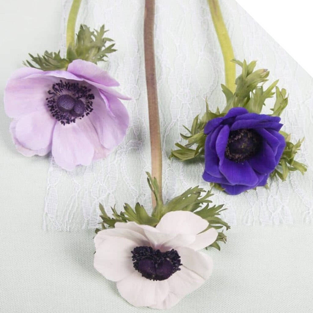 Anemone Flower Background Wallpaper
