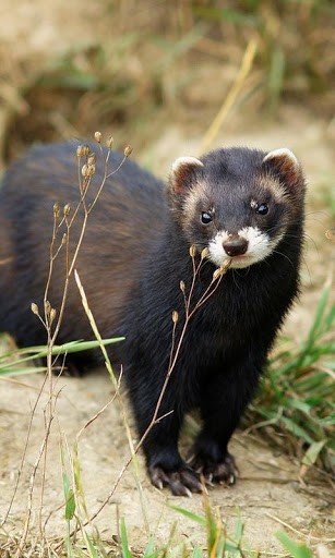 Ferret Wallpaper And Background Application With Beautiful High