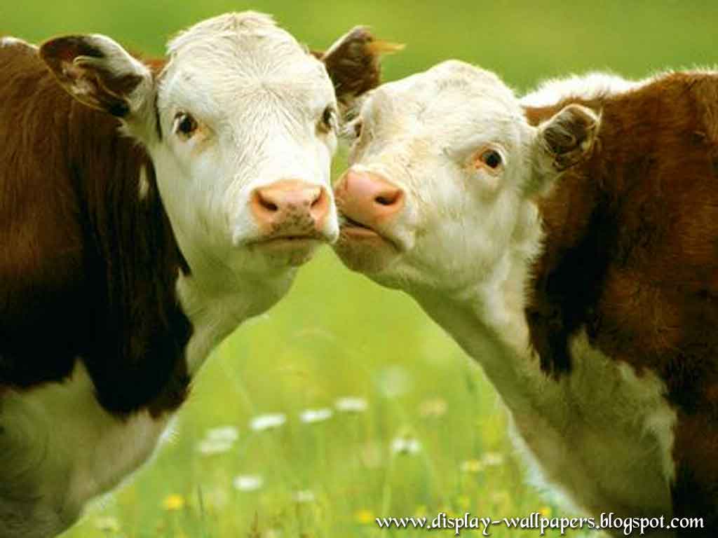 Cow Wallpaper Spot Dairy Print