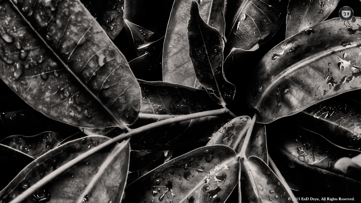 Black And White HD Wallpaper Background Nature Abstract Leaves