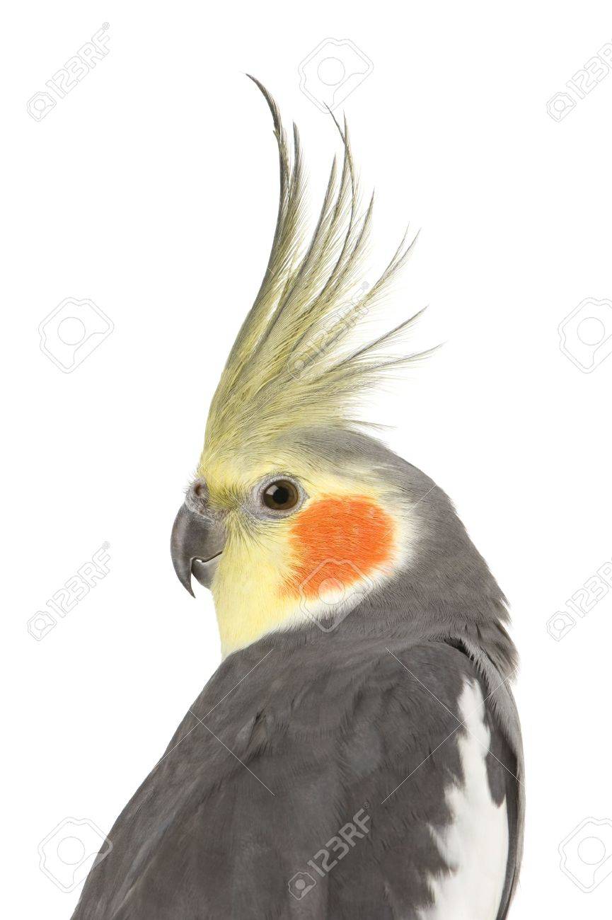 Cockatiel Nymphicus Hollandicus In Front Of A White Background