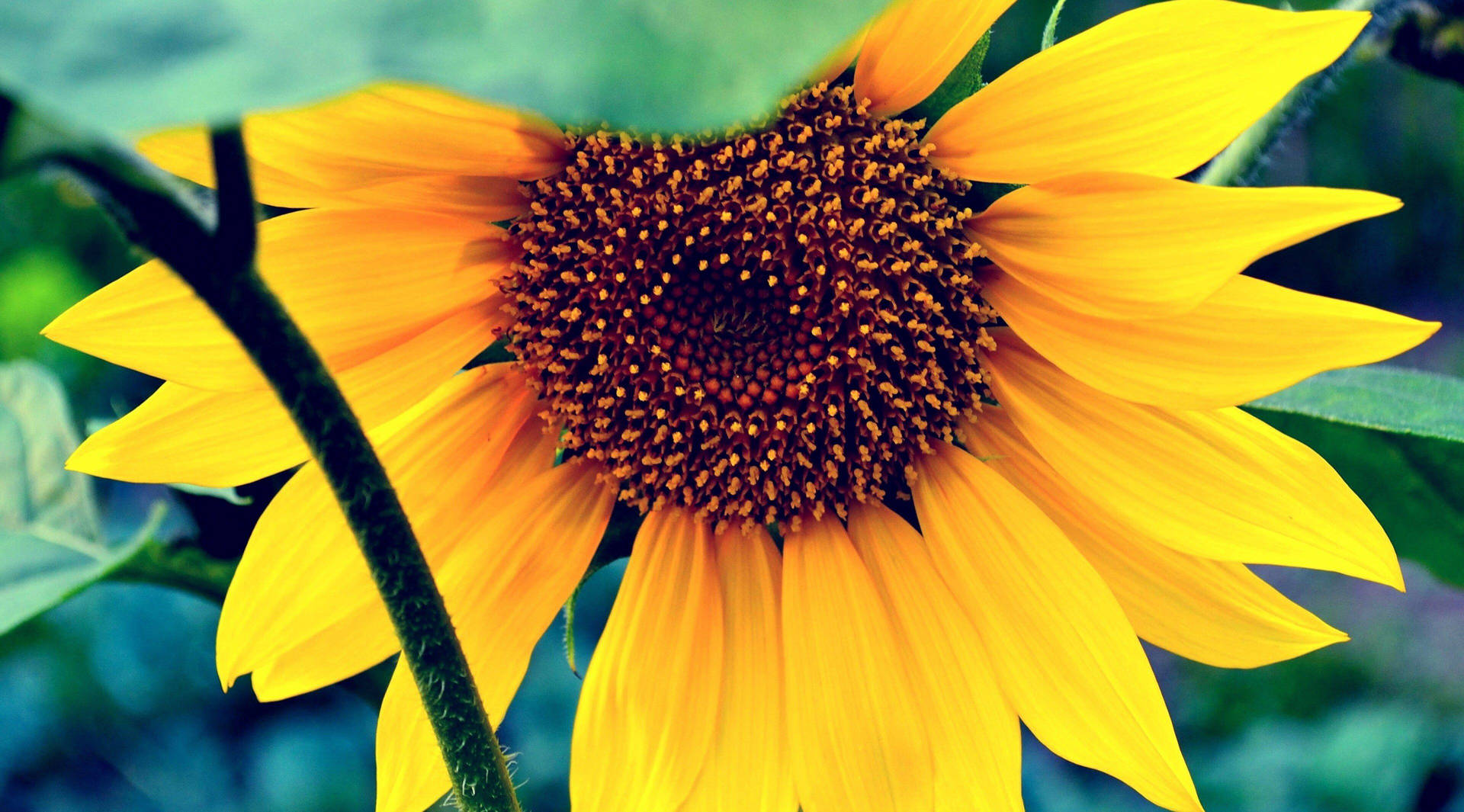 A Joyful Blend Of Beauty And Warmth Wallpaper