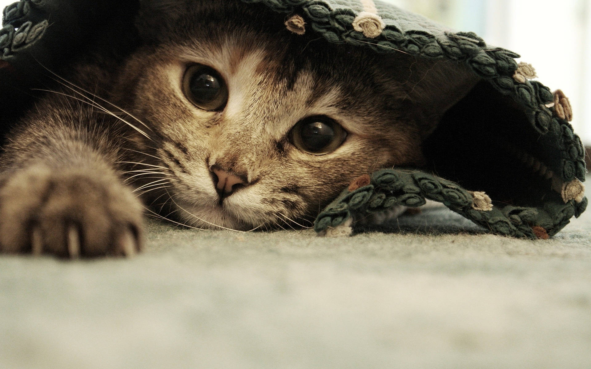 Cat Art Wallpaper