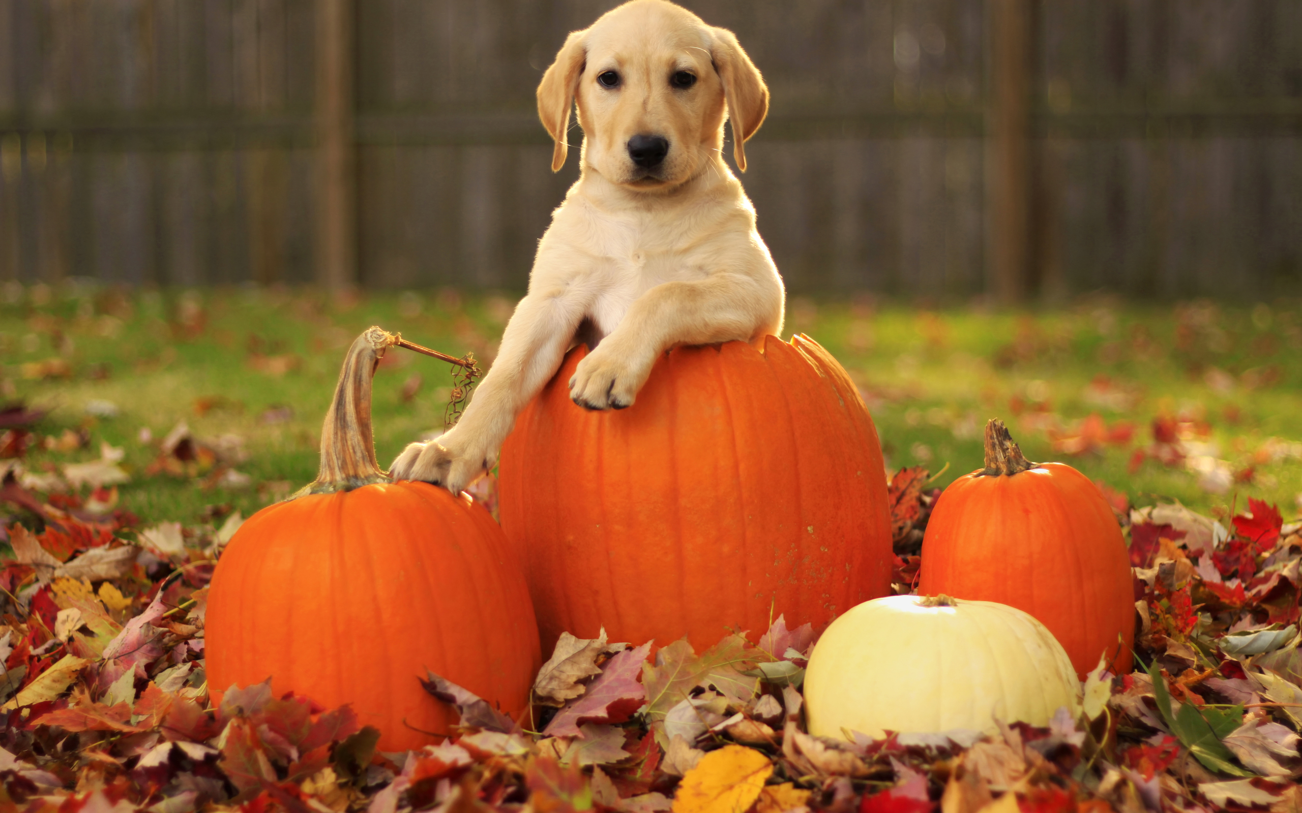 Autumn Free Wallpaper   A pumpkin and adog is a great wallpaper for