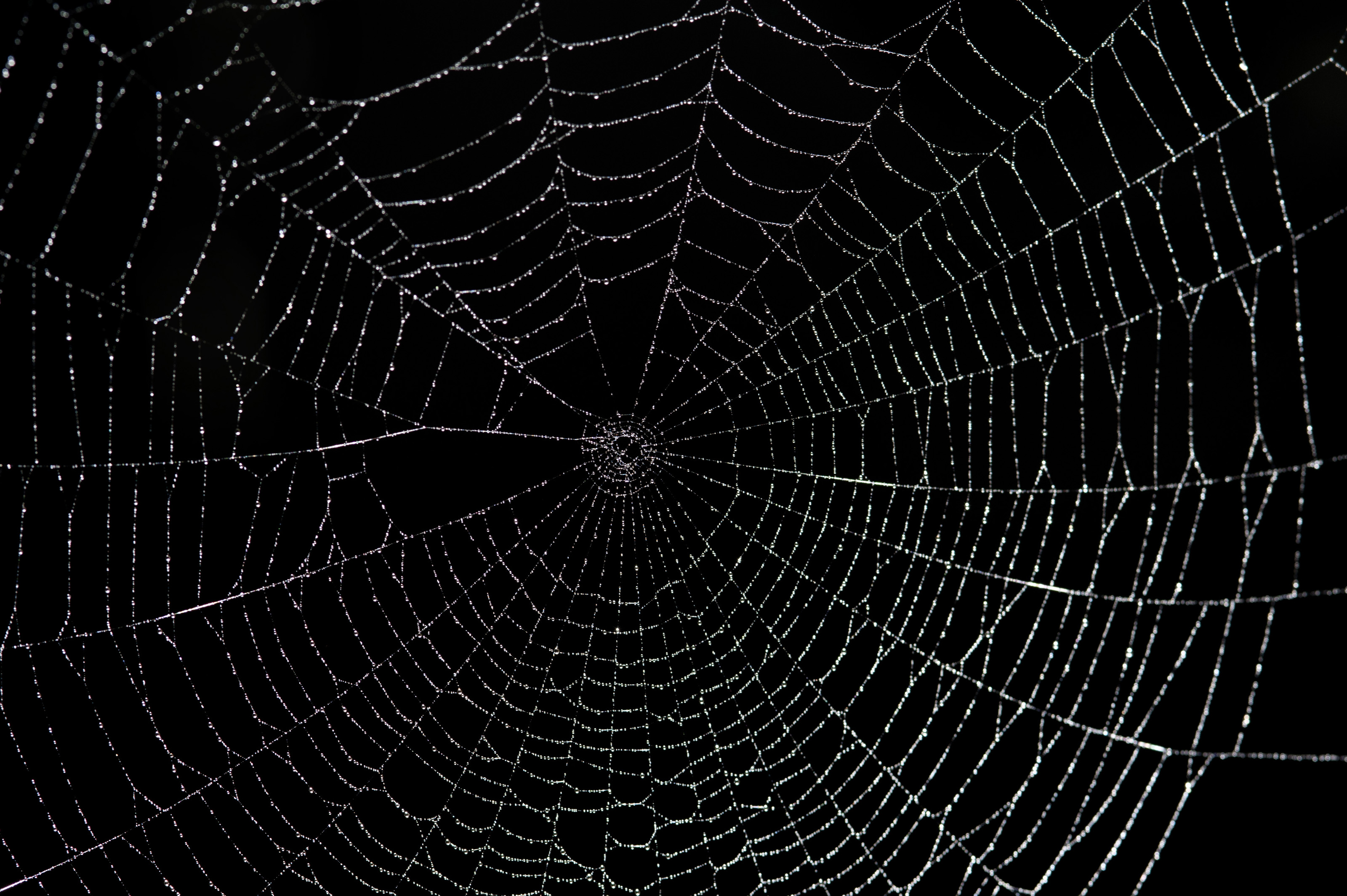 64+] Spider Web Background - WallpaperSafari