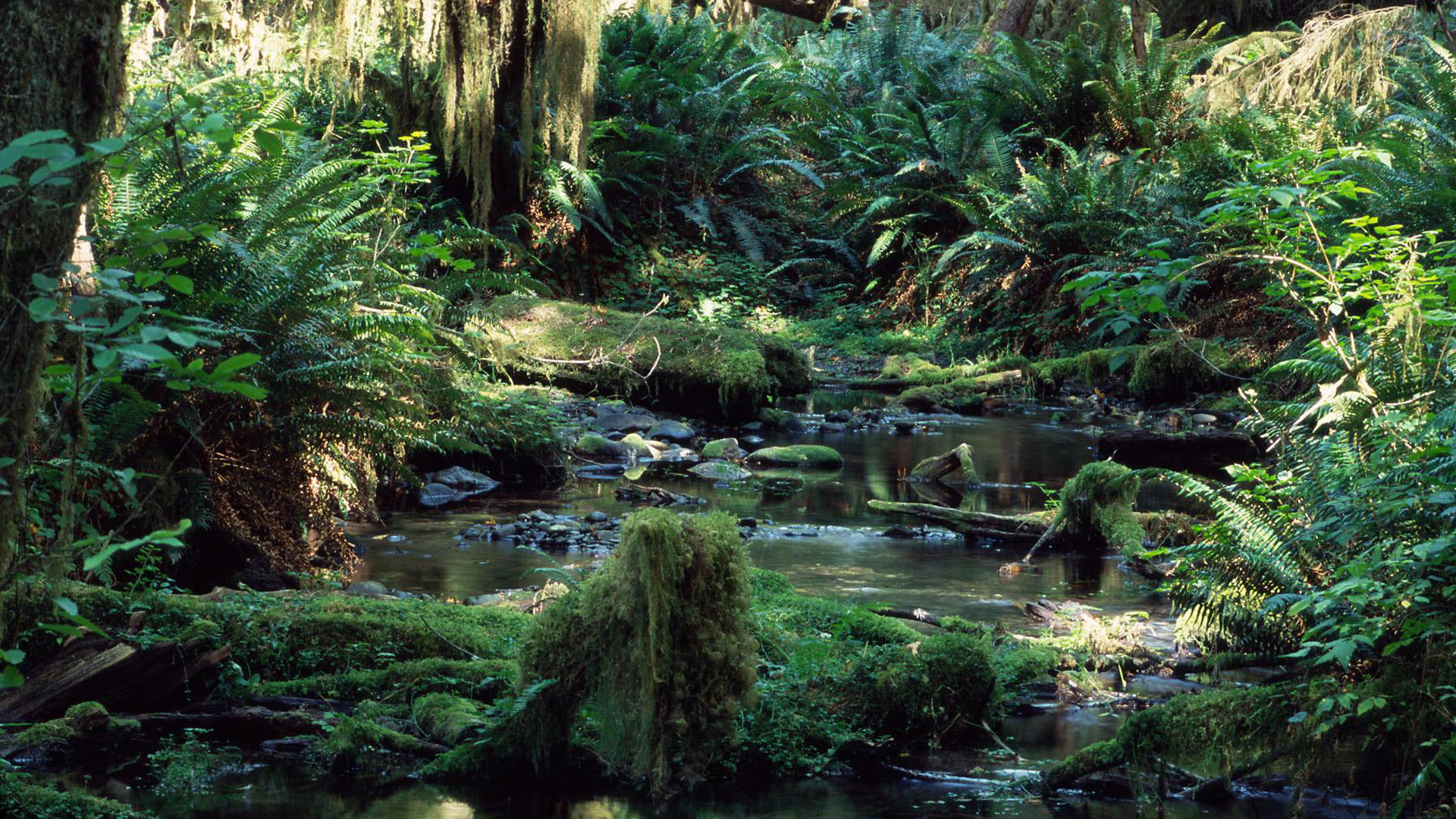 Tropical Rainforest HD Wallpaper Background Image