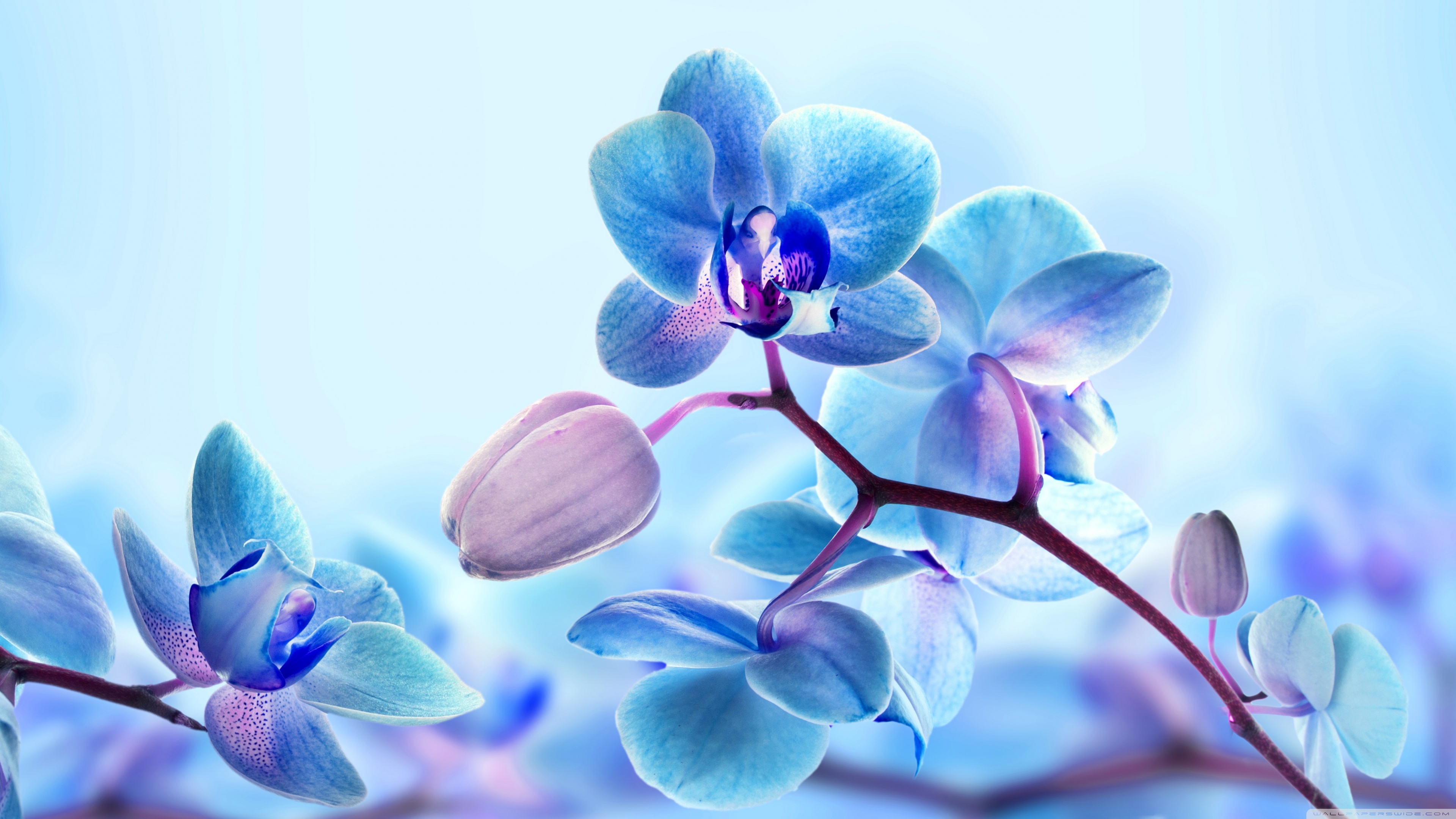 Blue Orchid Flowers 4k HD Desktop Wallpaper For Ultra Tv