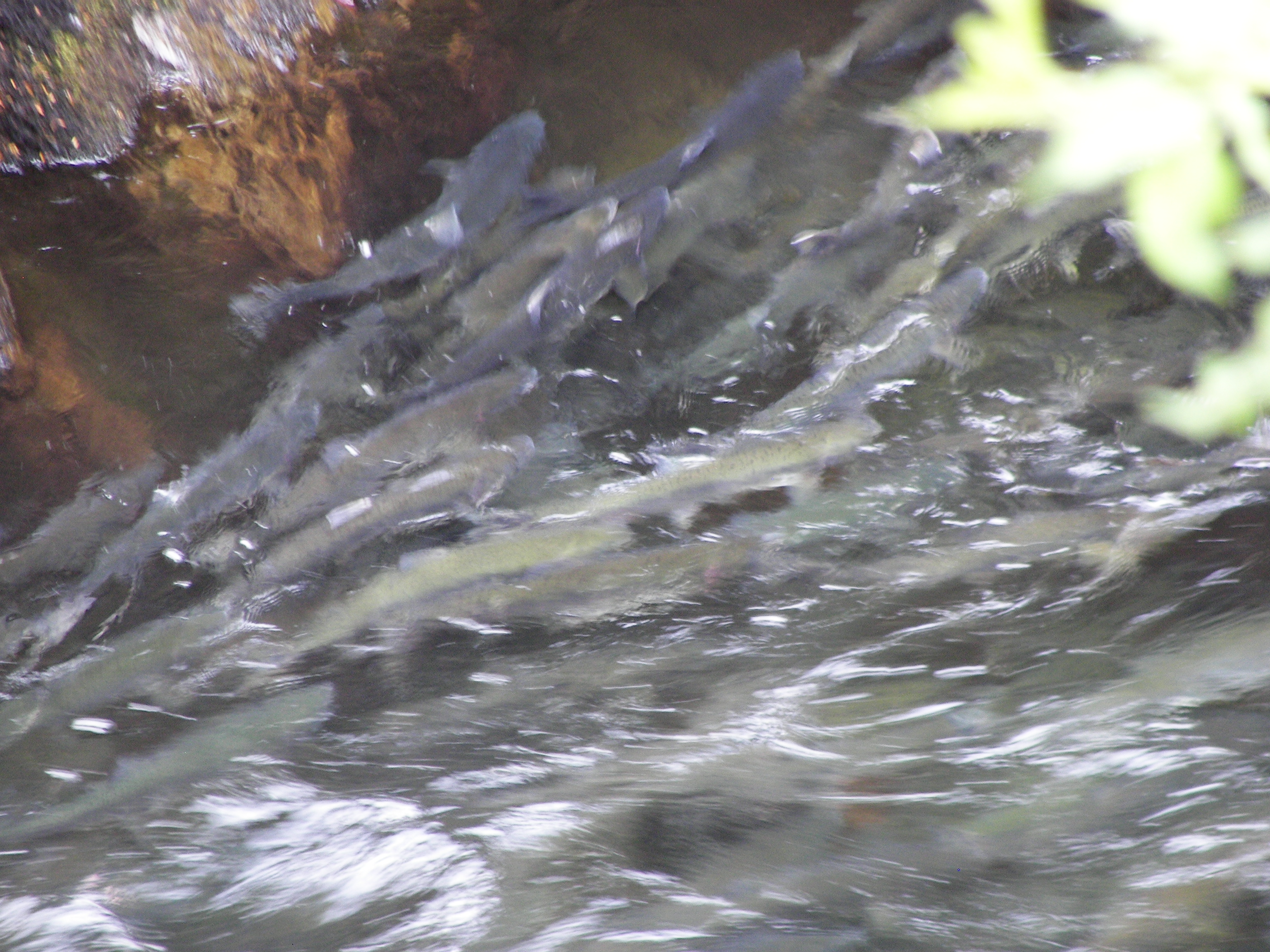 Info Share National Geographic Sockeye Salmon Swim