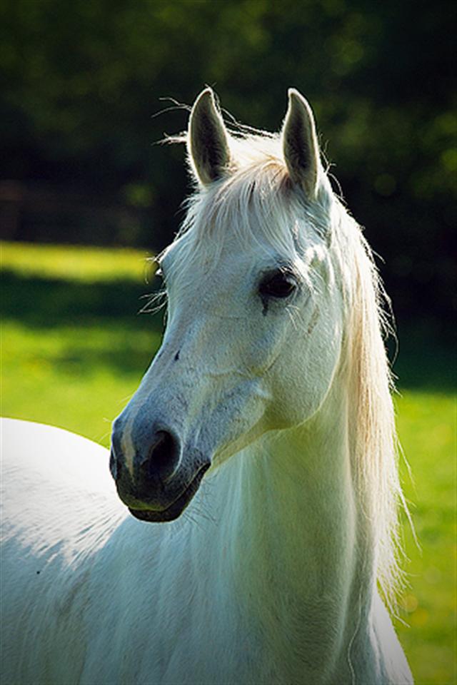 White Horse Animal iPhone Wallpaper S 3g