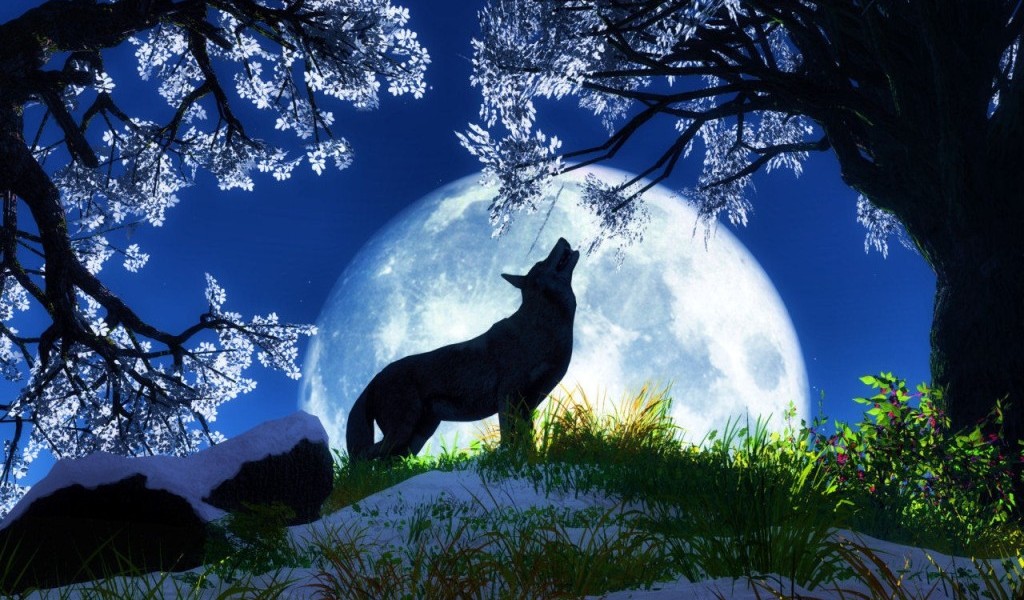 Awesome Wolf Wallpaper Cool Animal HD