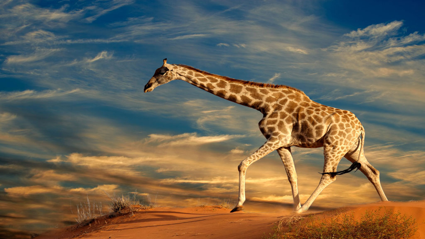 Giraffe Wallpaper HD For Desktop Jpg