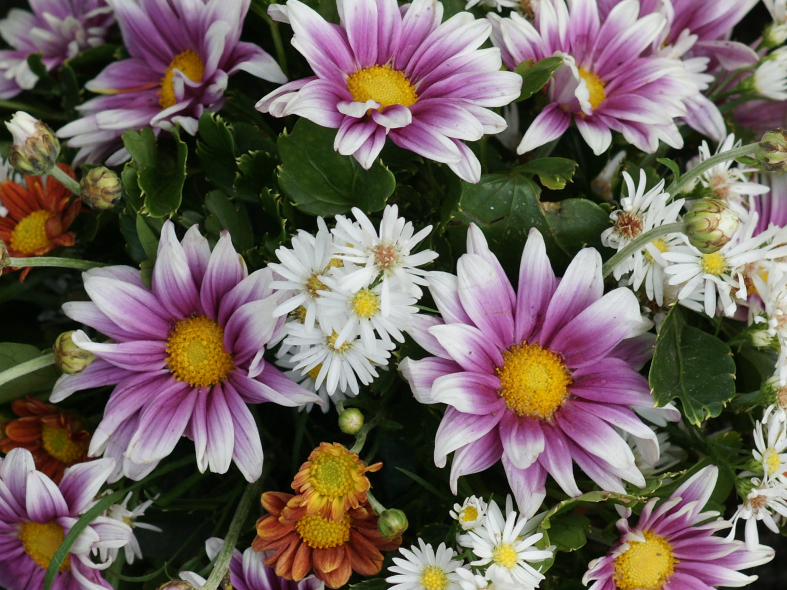 Flower Wallpaper Daisy