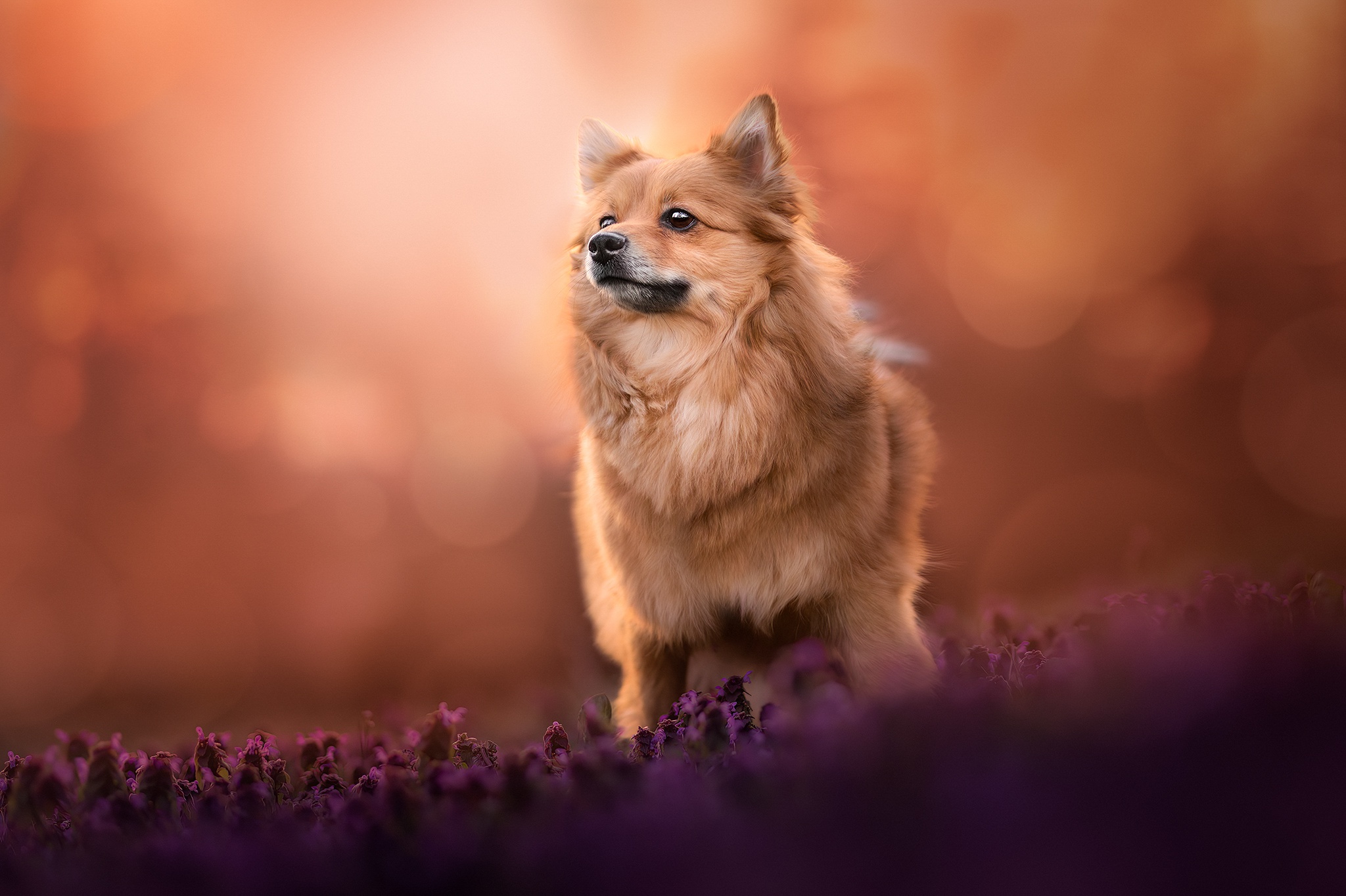 Animal Pomeranian HD Wallpaper