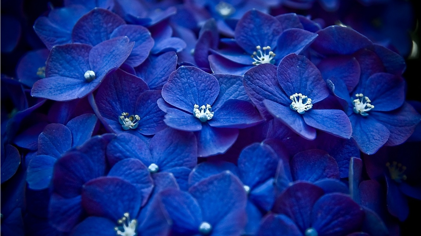 Flowers Image Blue Wallpaper Photos