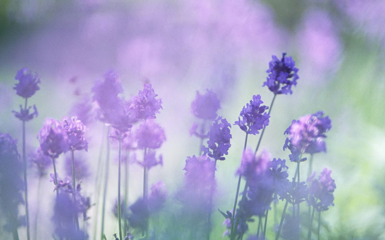 Beautiful Lavender Purple Flower Macro Wallpaper For Android