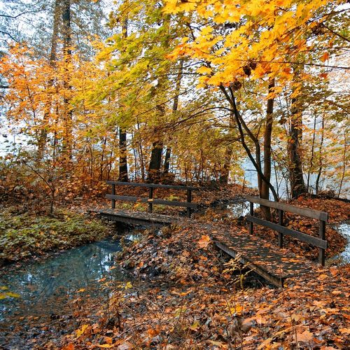 Cute Small Bridge During Autumn Wallpaper Picture For iPhone
