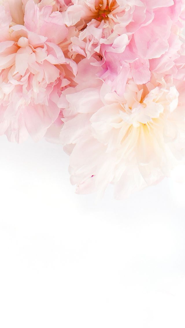 Wallpaper Pink Flowers Flower iPhone