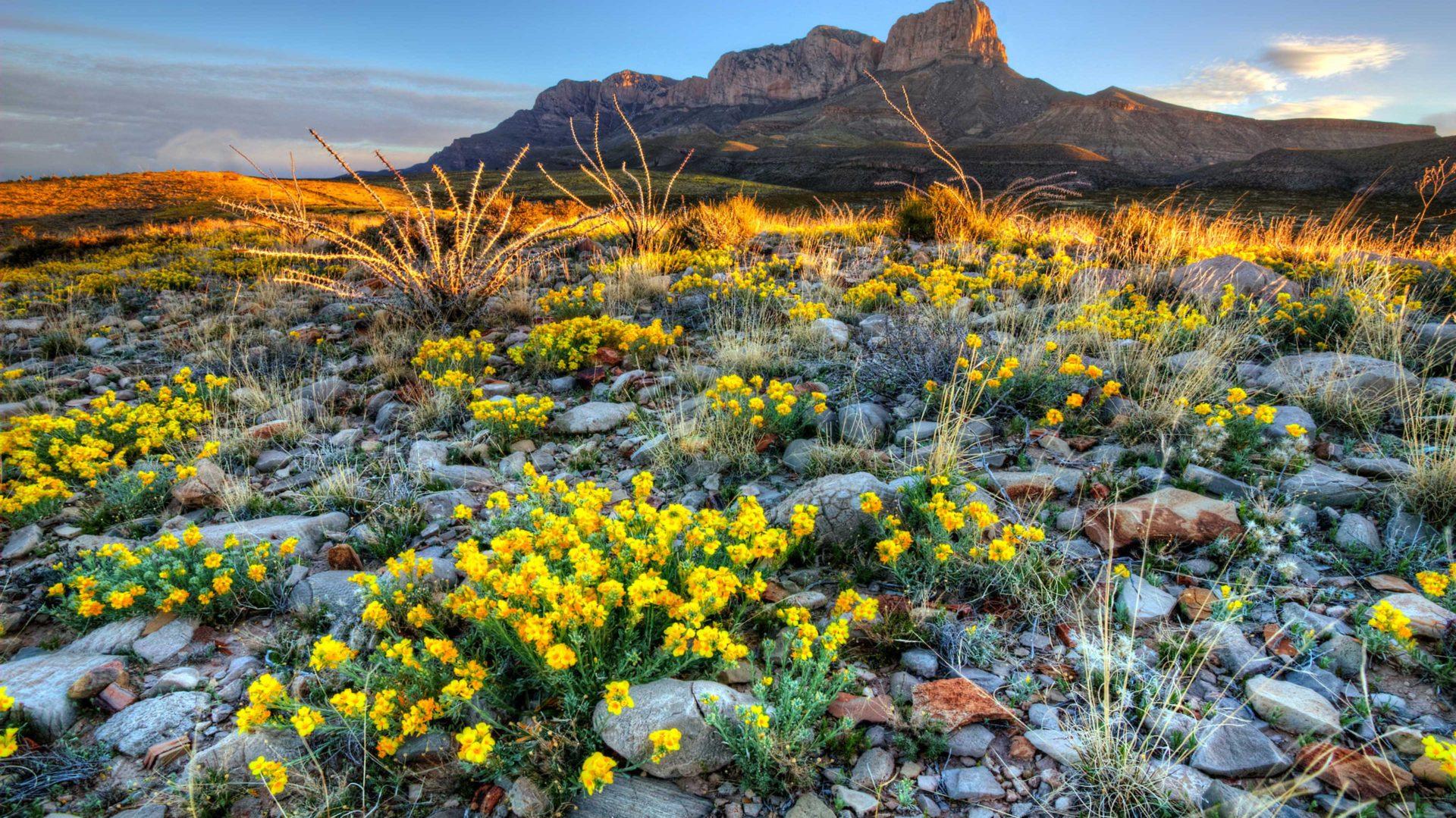 Guadalupe National Park Texas United States Wildflowers In Spring
