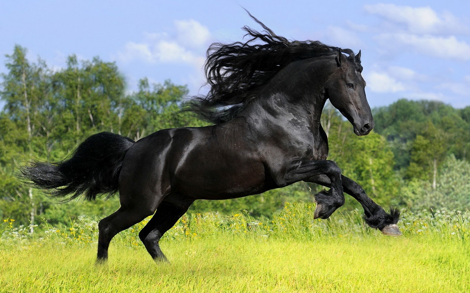 Black Horse On A Field With Grass Wallpaper Background