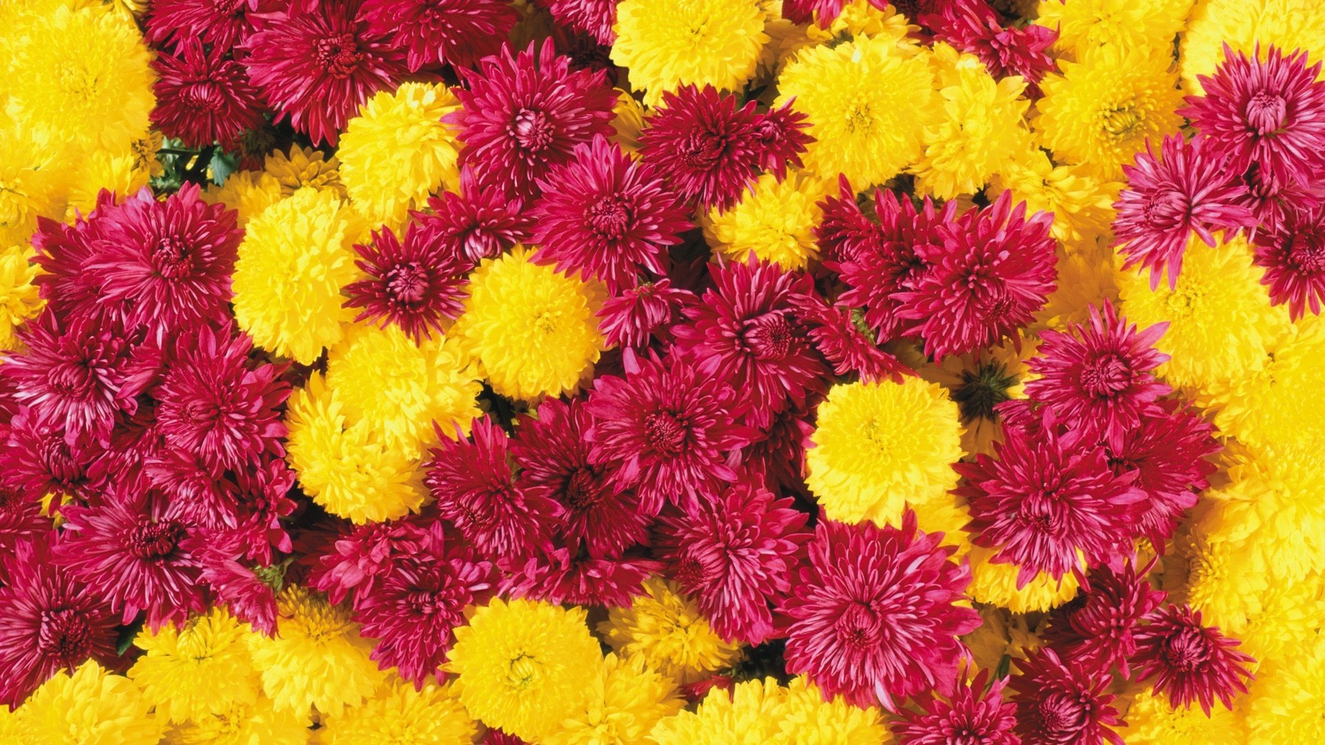 25 Free HD Flowers Wallpapers