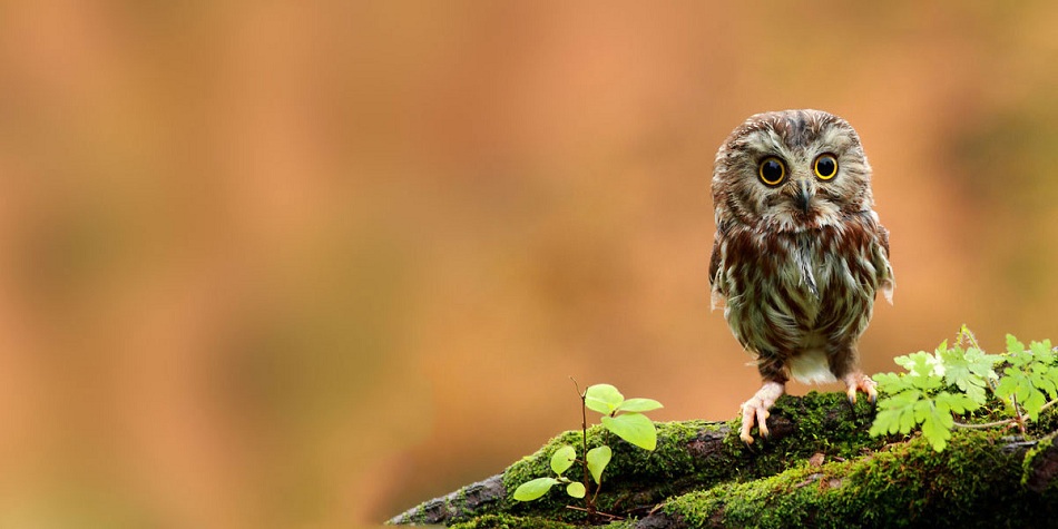 Cool Owl Background Best Background