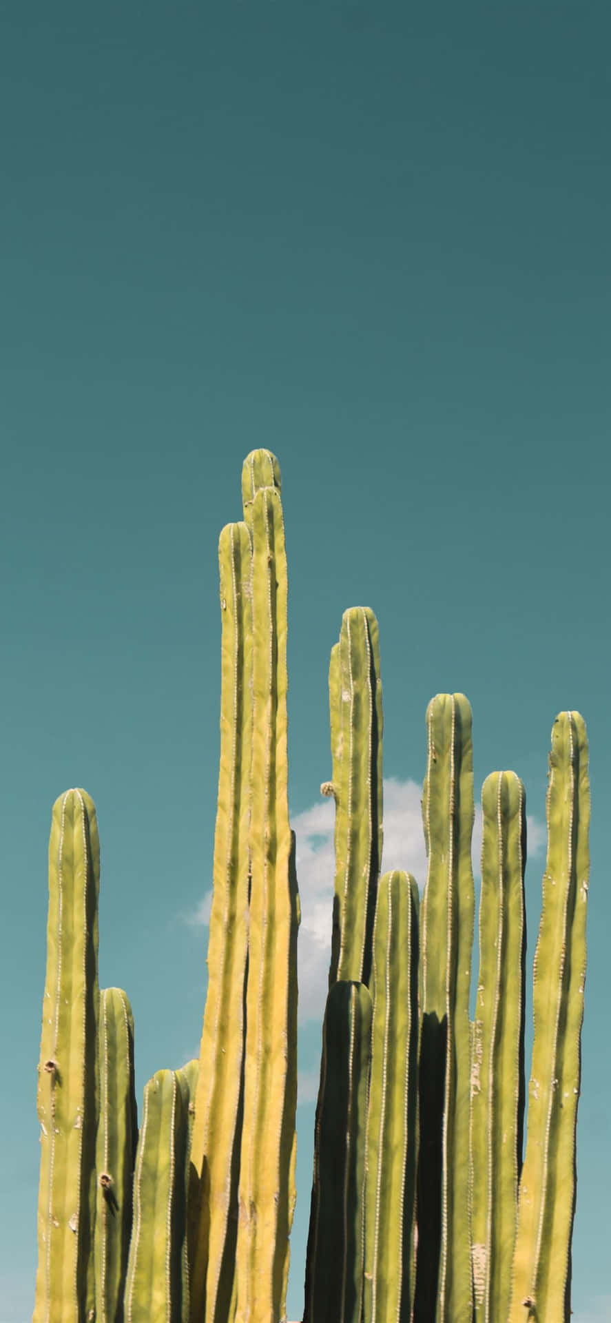 Cactus iPhone Wallpaper