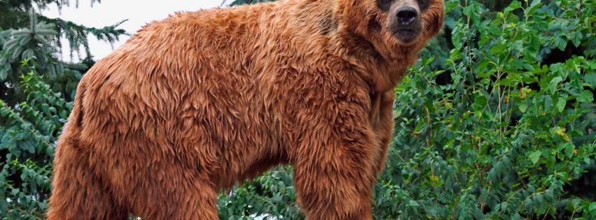 Kodiak Bear Wallpaper
