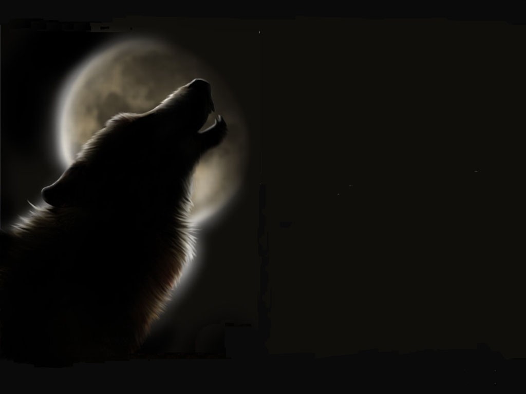 Black Wolf 3d Wallpaper Image Num 84