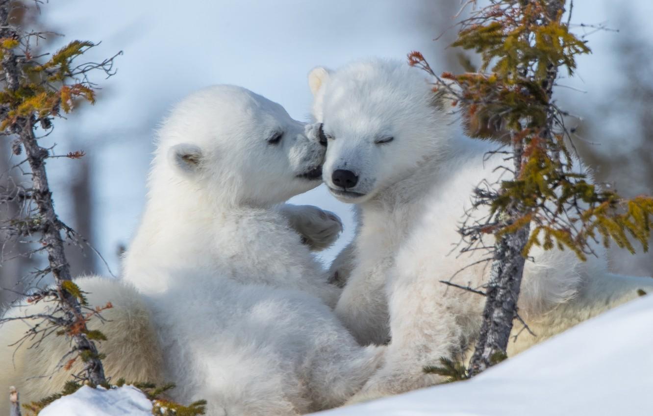 Wallpaper kiss a couple cubs Polar bears Polar bears