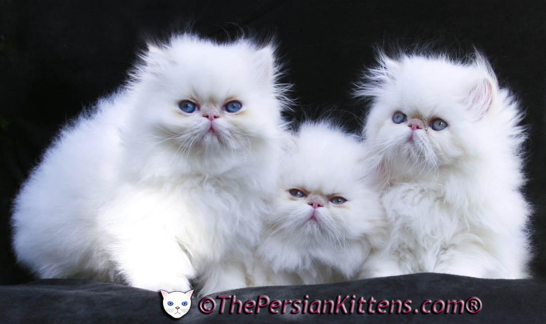 Persian Cats For Sale. Persian Kittens For Sale In Wisconsin