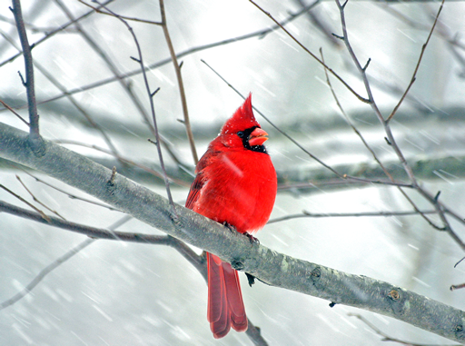 Cardinal In Winter Fw Png