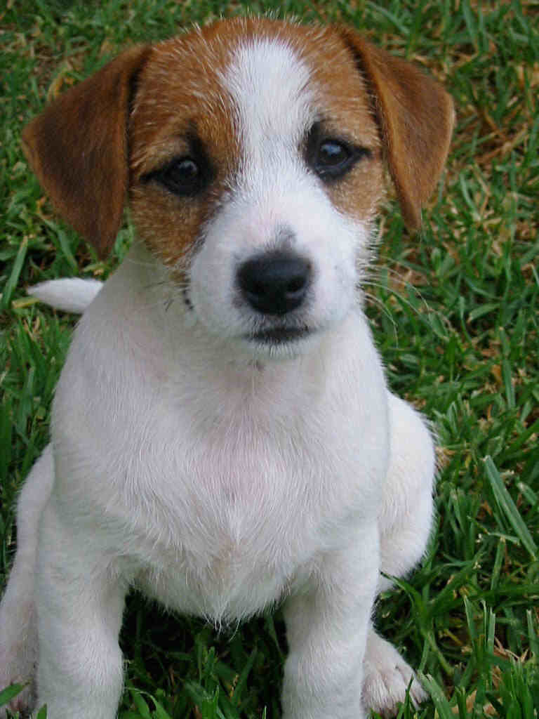 Nice Jack Russell Terrier Dog Photo And Wallpaper Beautiful